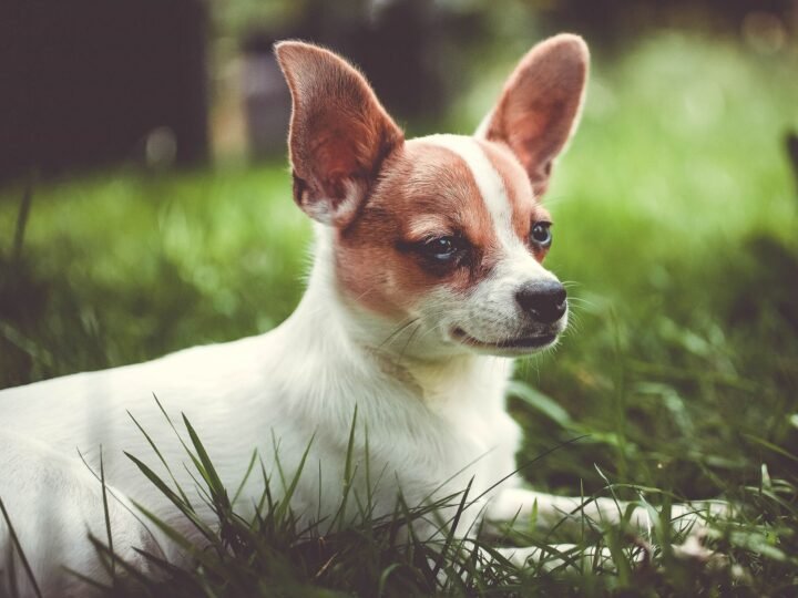 Chihuahua im Foto