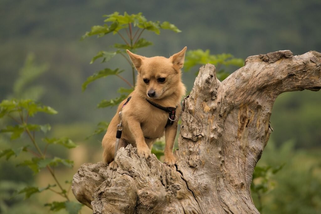 Chihuahua im Foto
