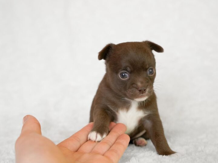 Chihuahua im Foto