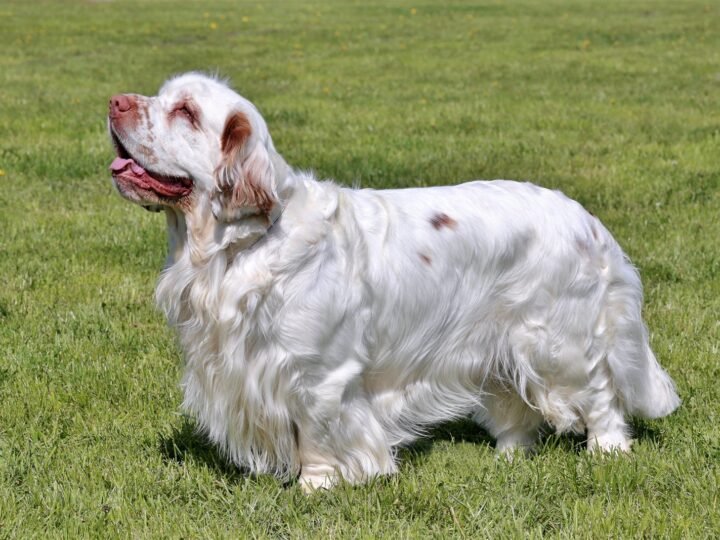 Clumber Spaniel im Foto