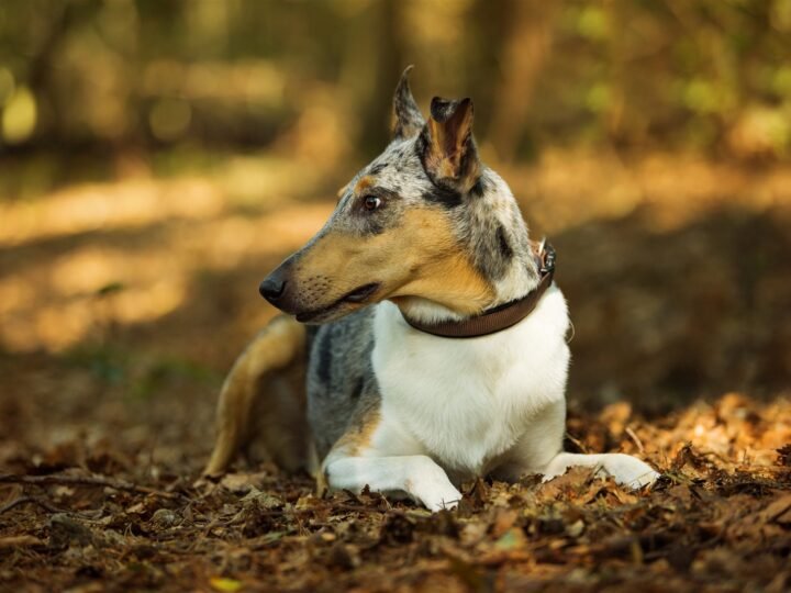 Collie Kurzhaar im Foto