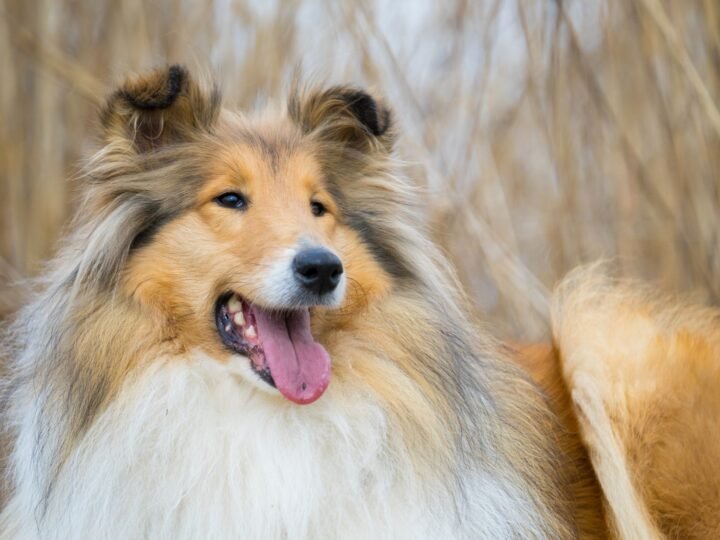 Collie Langhaar im Foto