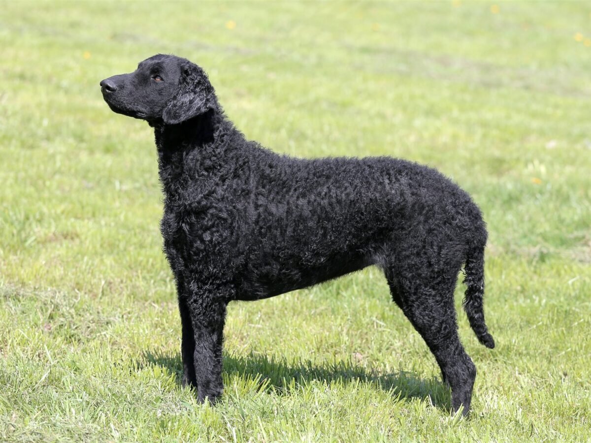 Curly Coated Retriever im Foto