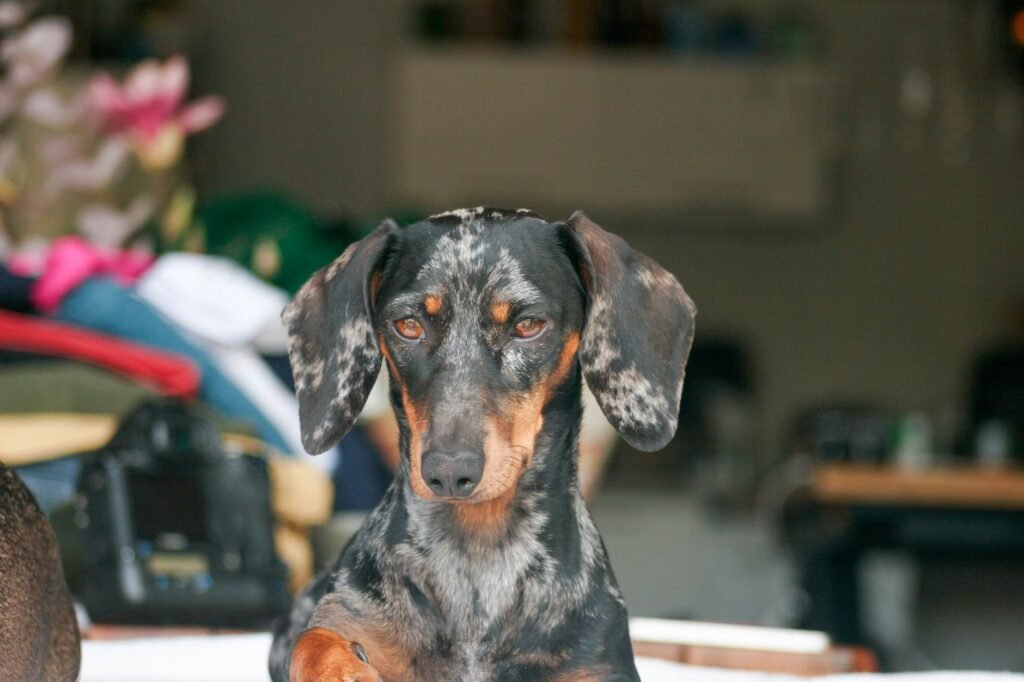 Dackel im Foto