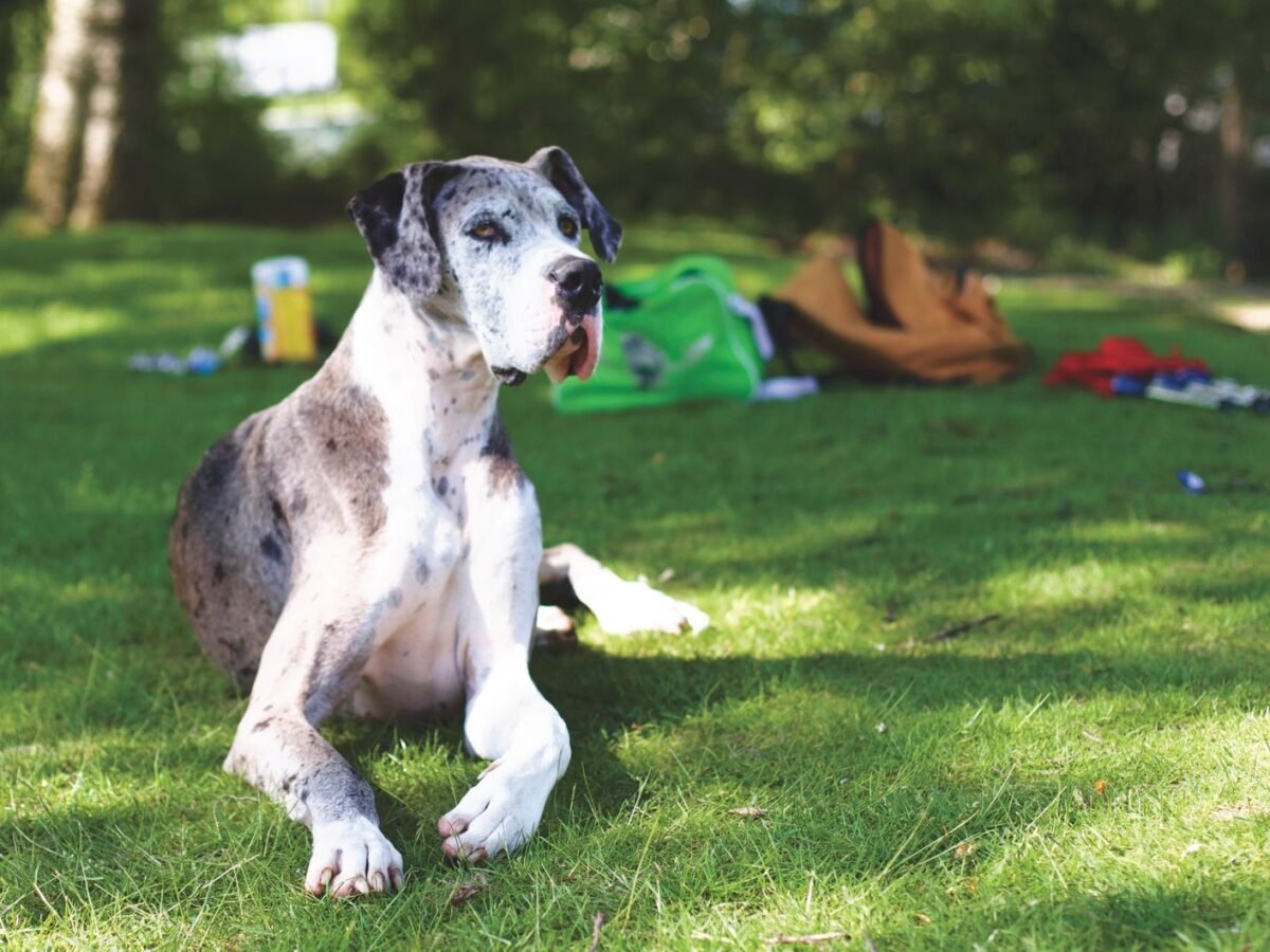 Deutsche Dogge im Foto