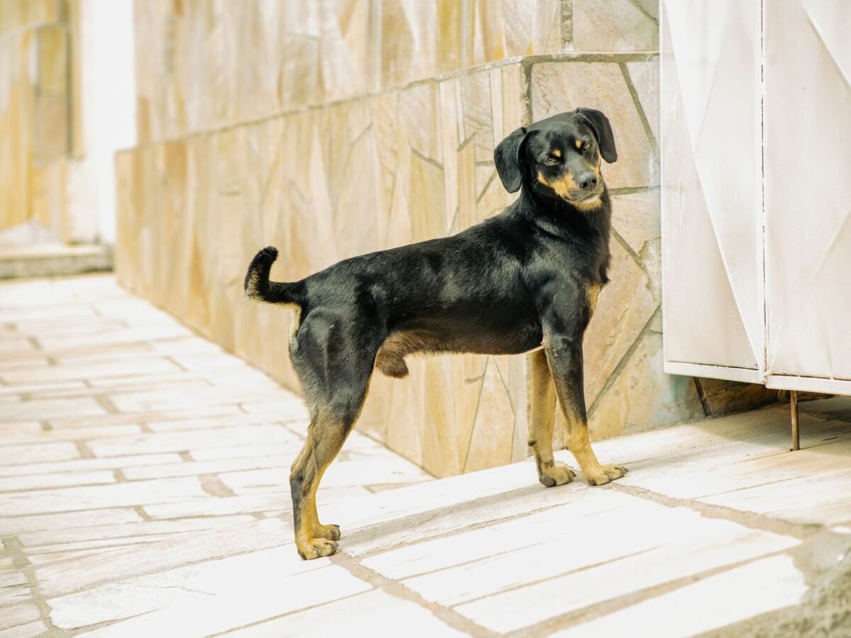 Deutscher Pinscher im Foto