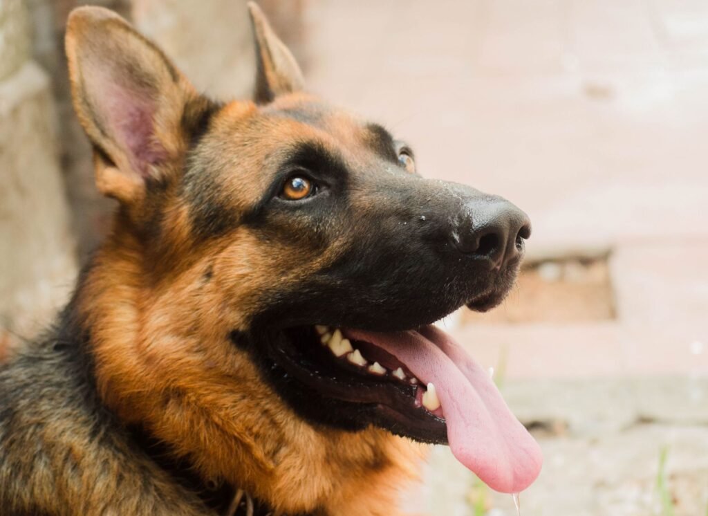 Deutscher Schäferhund im Foto