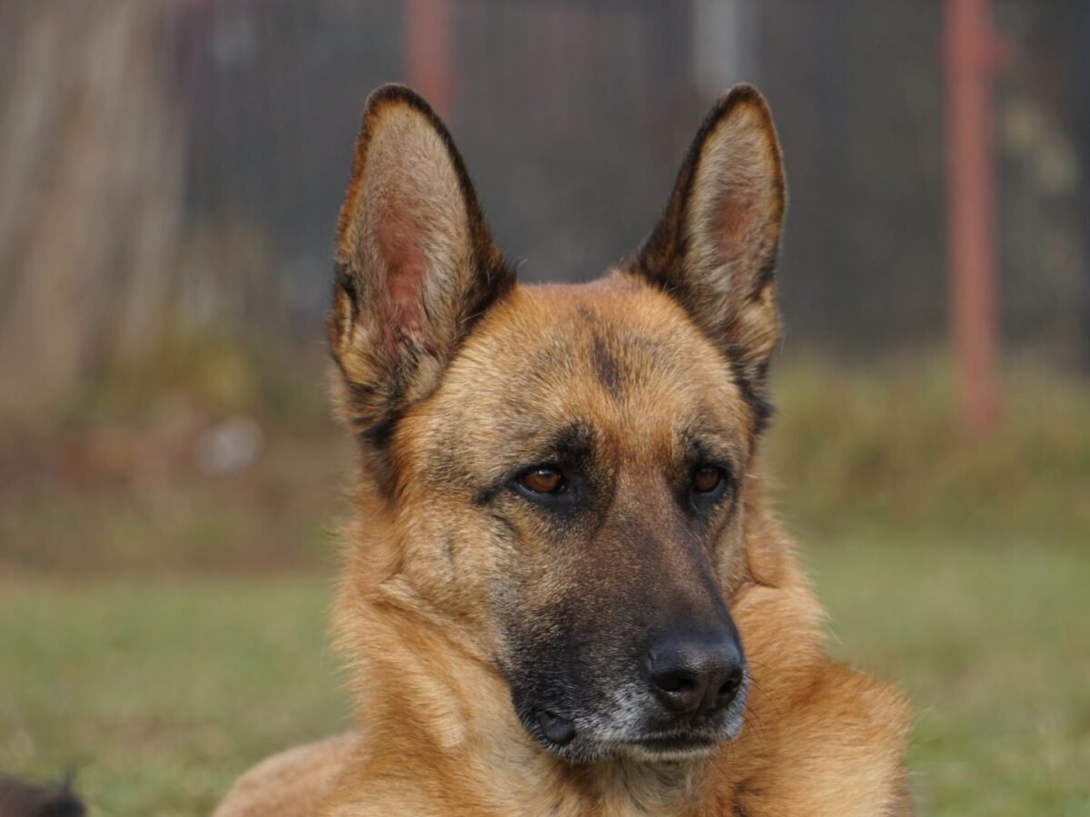 Deutscher Schäferhund im Foto