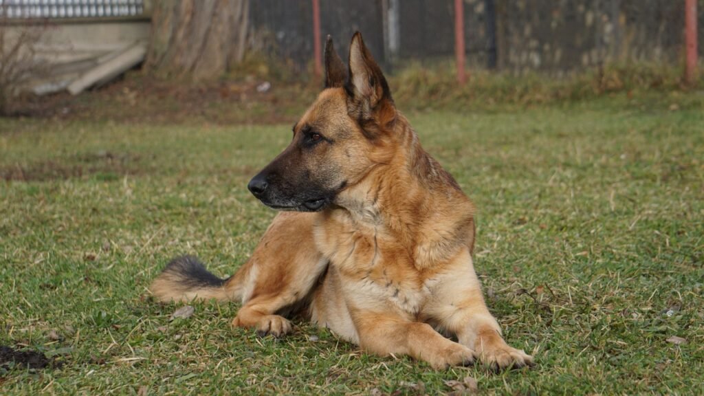 Deutscher Schäferhund im Foto