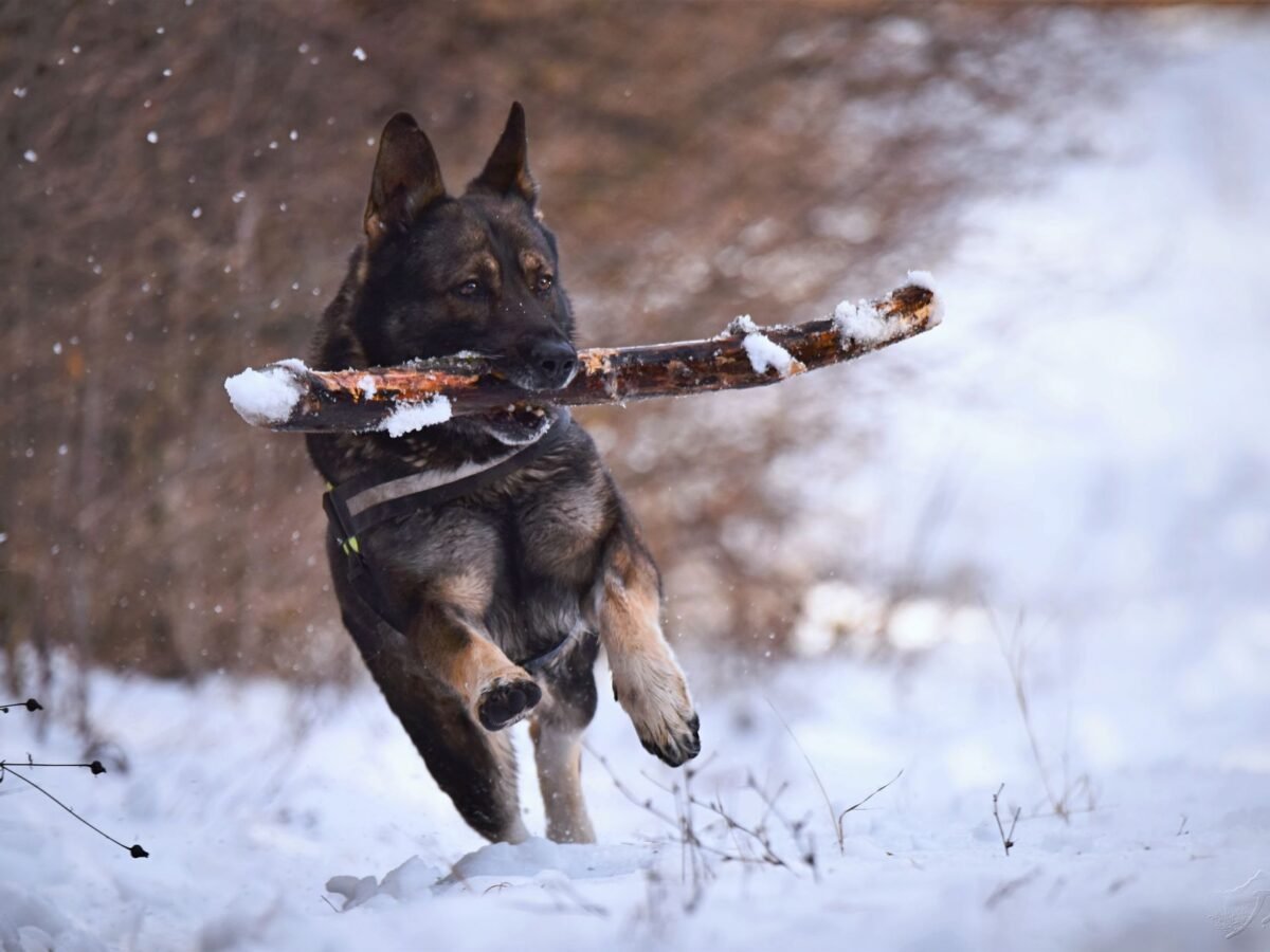 Deutscher Schäferhund im Foto