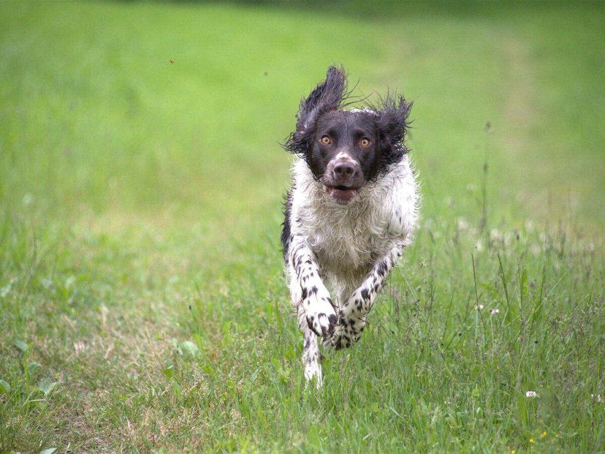 Deutscher Wachtelhund im Foto