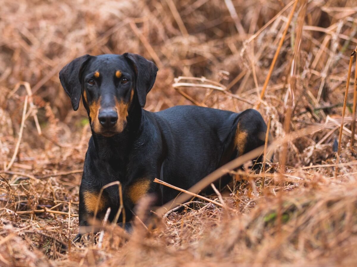Dobermann im Foto