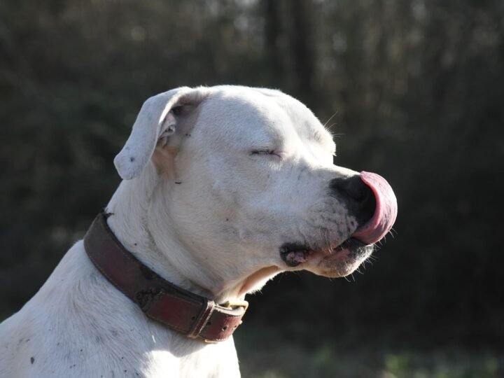 Dogo Argentino im Foto