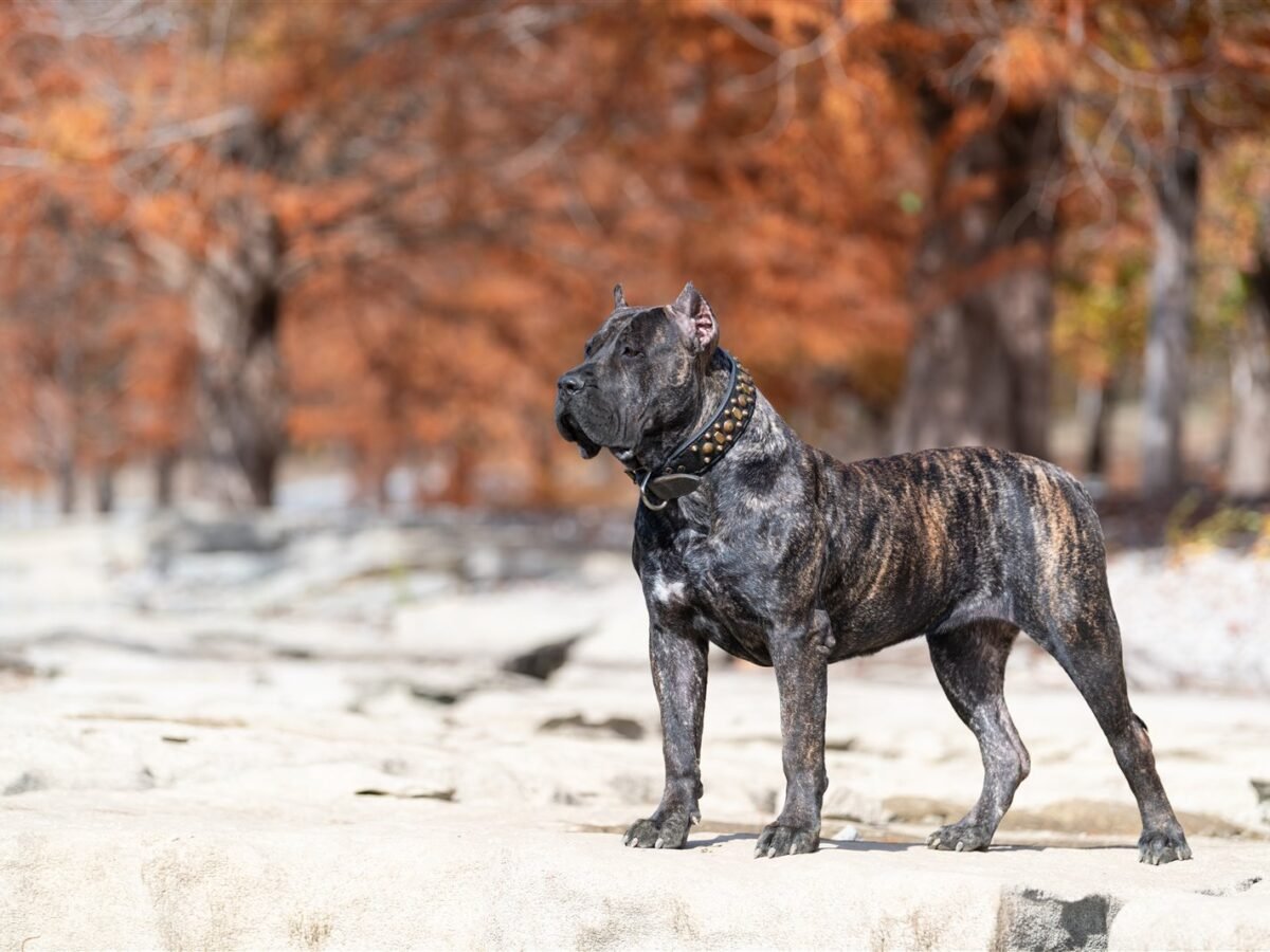 Dogo Canario im Foto