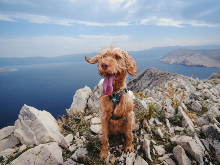 Drahthaariger Ungarischer Vorstehhund im Foto