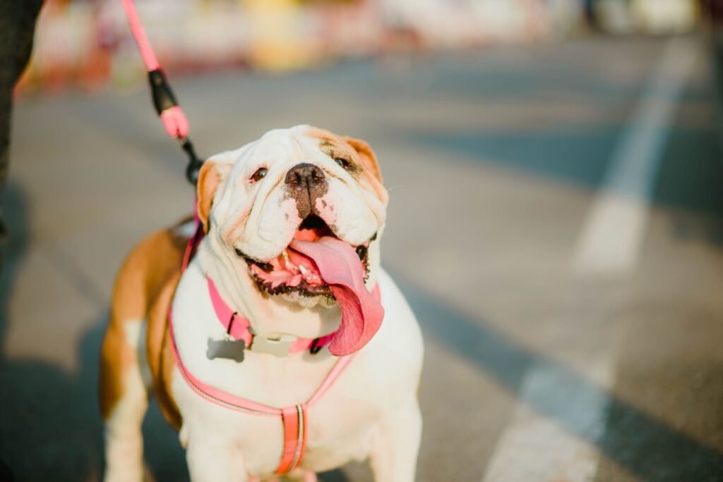 Englische Bulldogge im Foto