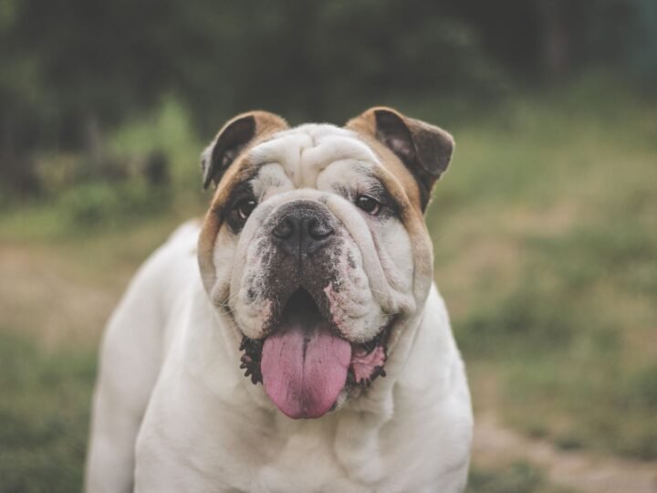 Englische Bulldogge im Foto
