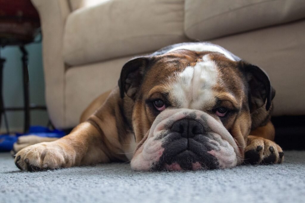 Englische Bulldogge im Foto