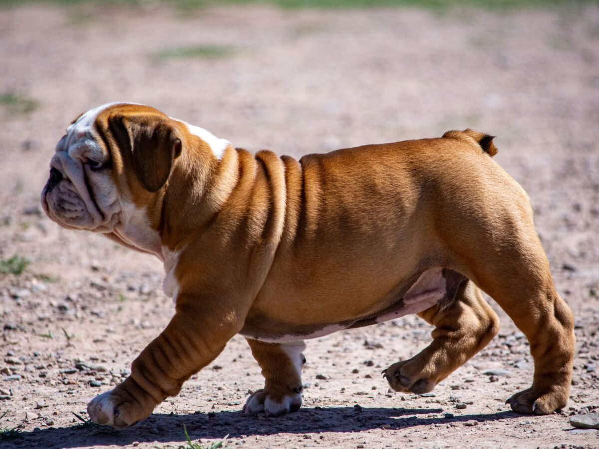 Englische Bulldogge im Foto