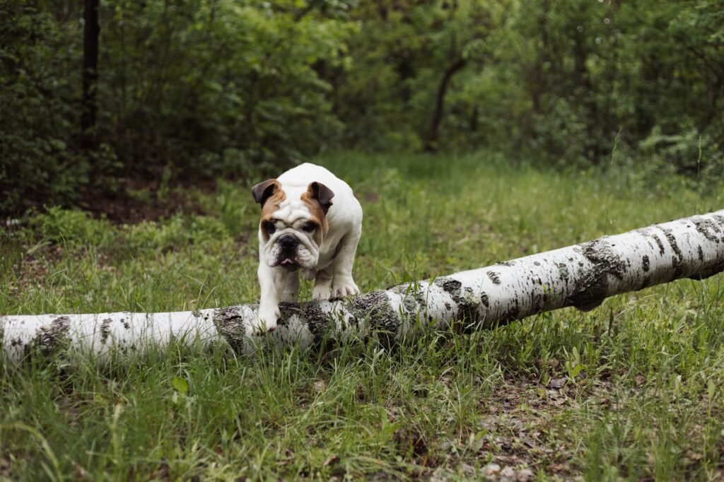 Englische Bulldogge im Foto