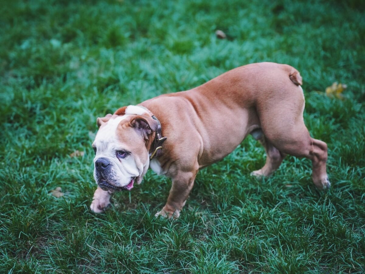 Englische Bulldogge im Foto