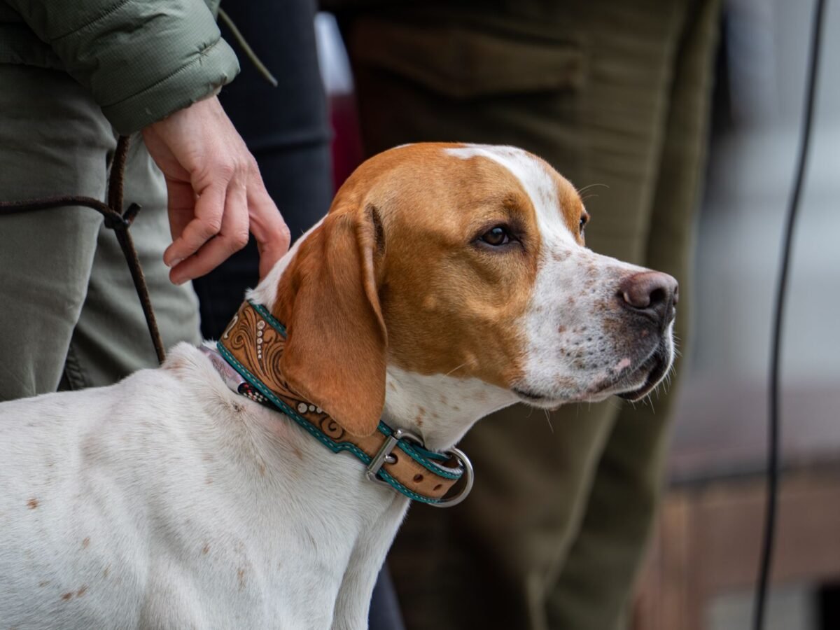 English Pointer im Foto