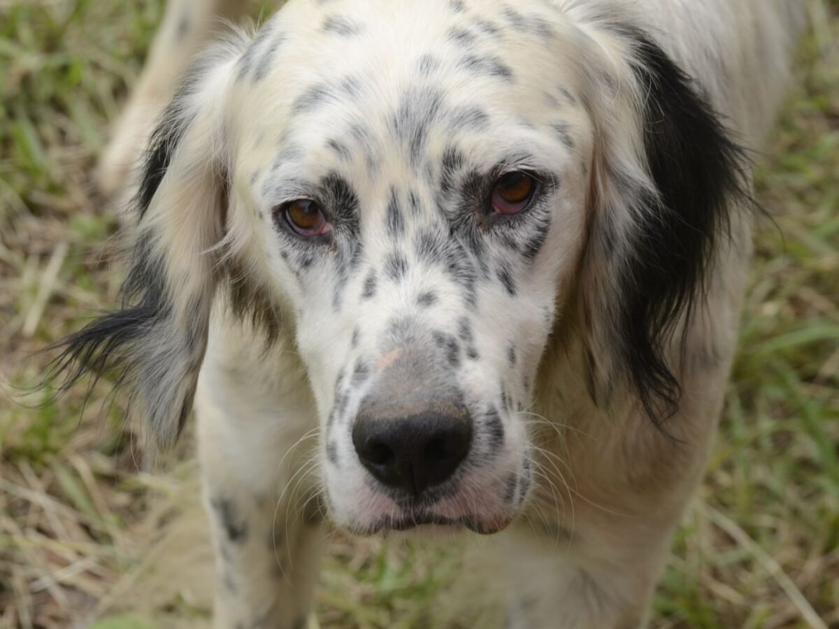 English Setter im Foto