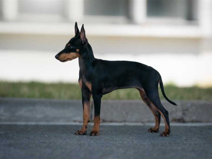 English Toy Terrier im Foto