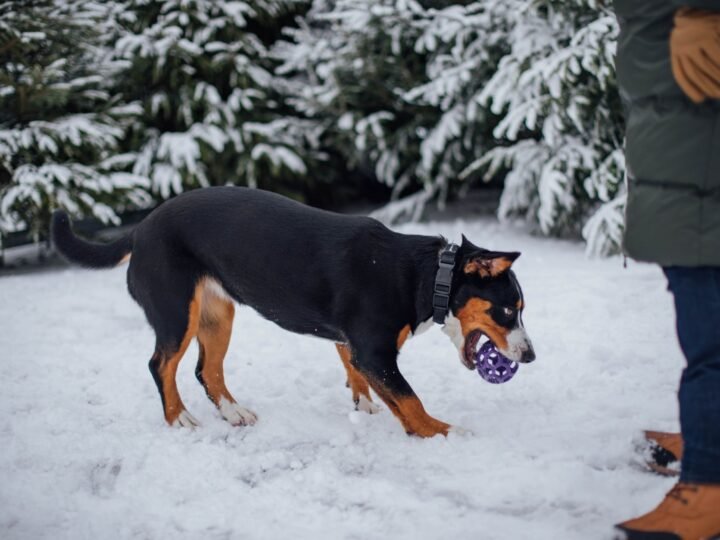 Entlebucher Sennenhund im Foto