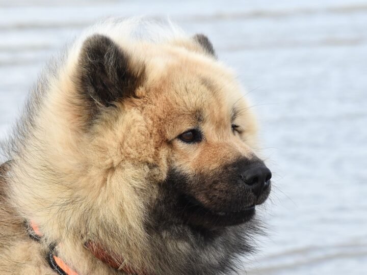 Eurasier im Foto