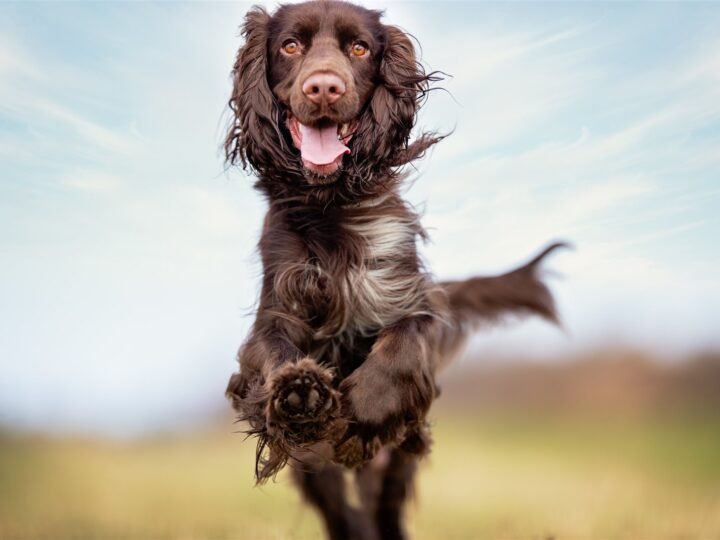 Field Spaniel im Foto