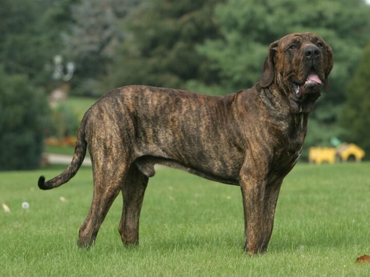 Fila Brasileiro im Foto