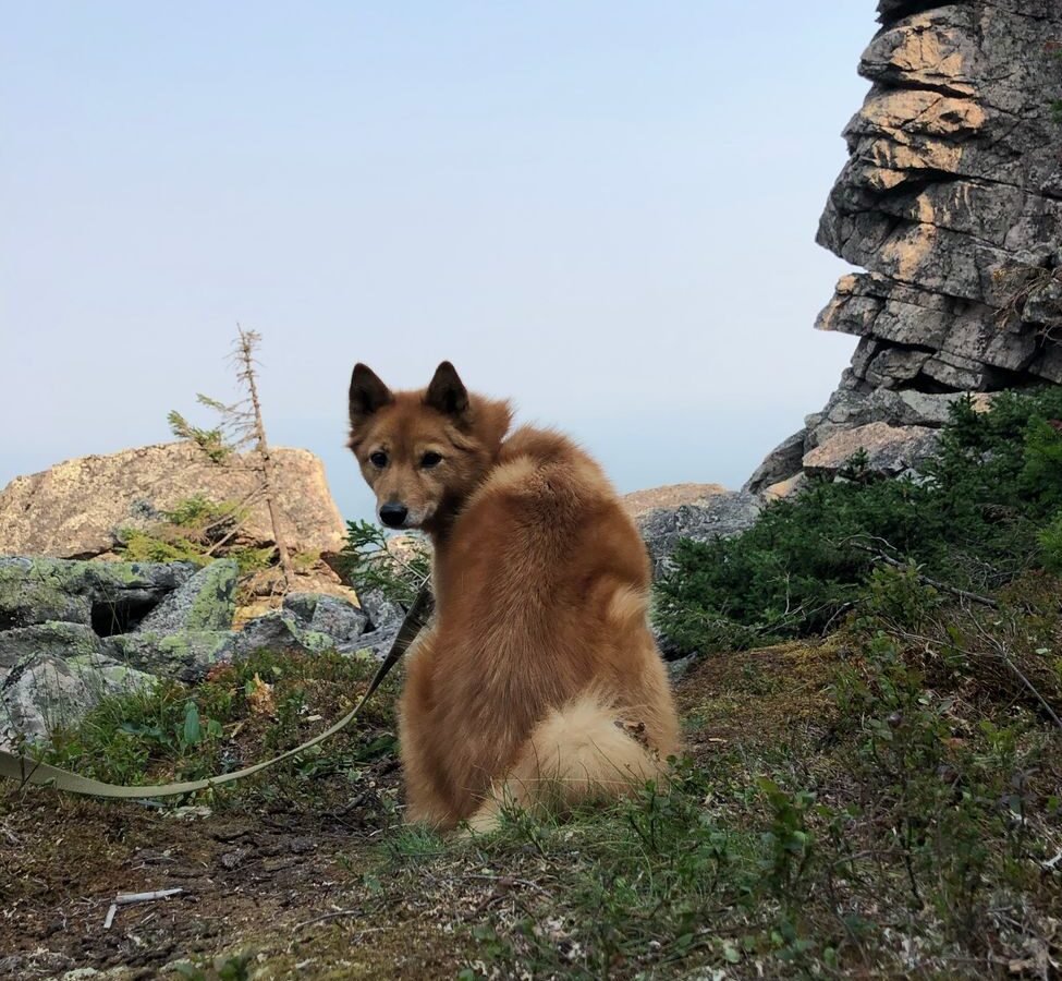 Finnenspitz im Foto