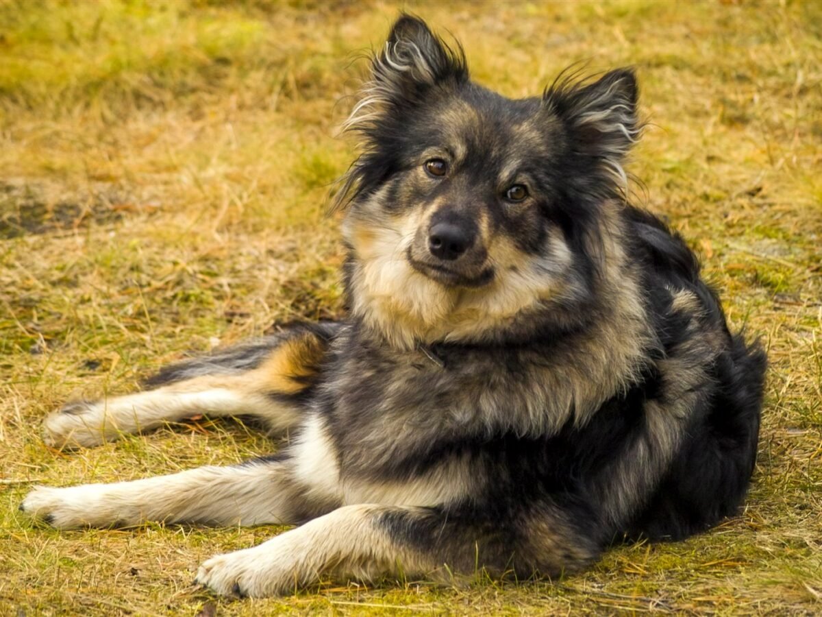 Finnischer Lapphund im Foto