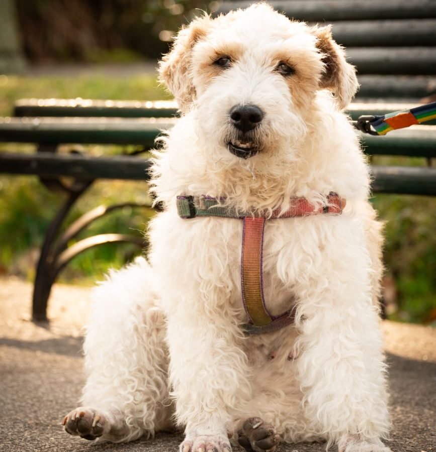 Foxterrier (Drahthaar) im Foto