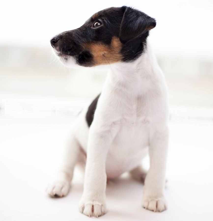 Foxterrier (Glatthaar) im Foto