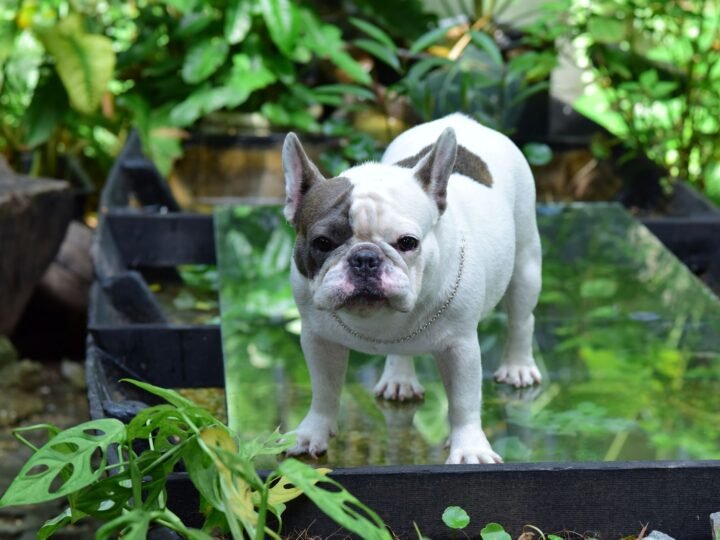 Französische Bulldogge im Foto