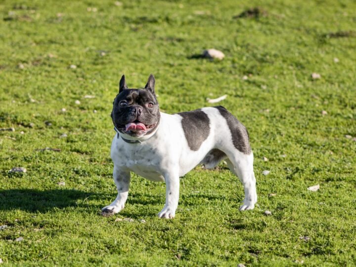 Französische Bulldogge im Foto