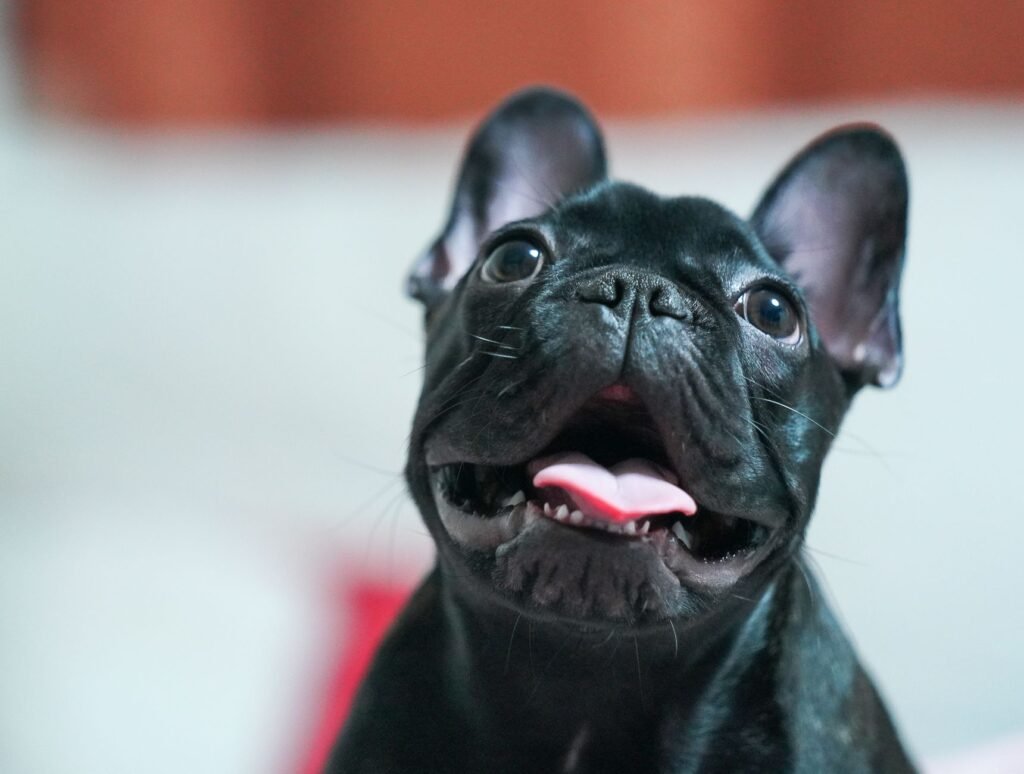 Französische Bulldogge im Foto