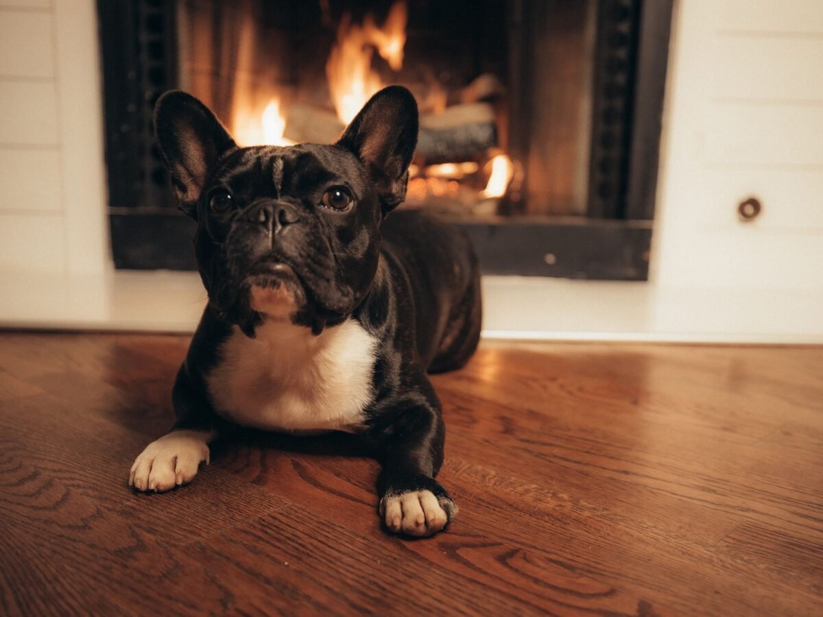 Französische Bulldogge im Foto