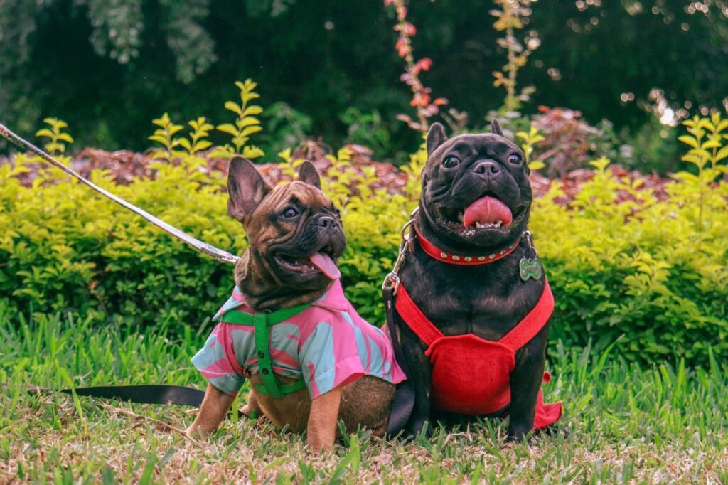 Französische Bulldogge im Foto