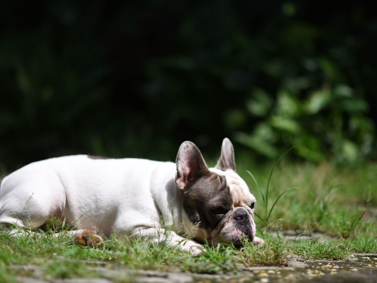 Französische Bulldogge im Foto