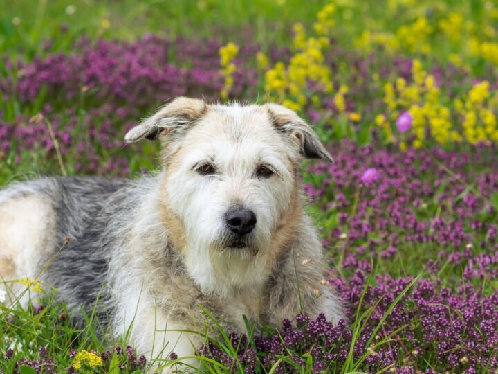 Glen of Imaal Terrier im Foto