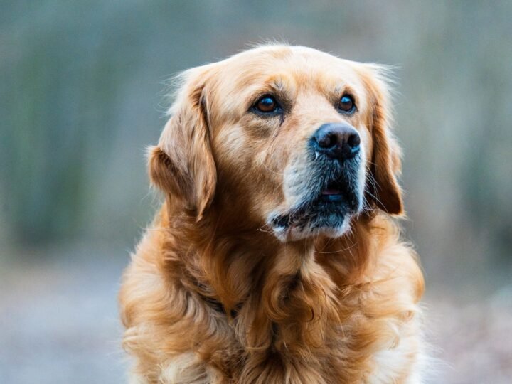Golden Retriever im Foto