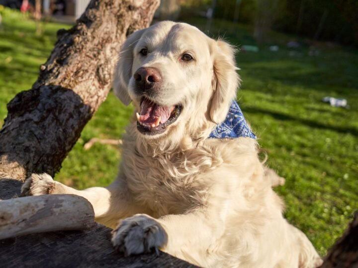 Golden Retriever im Foto