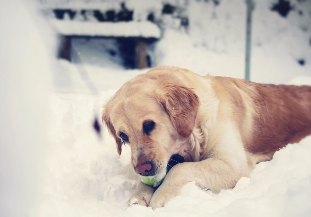Golden Retriever im Foto