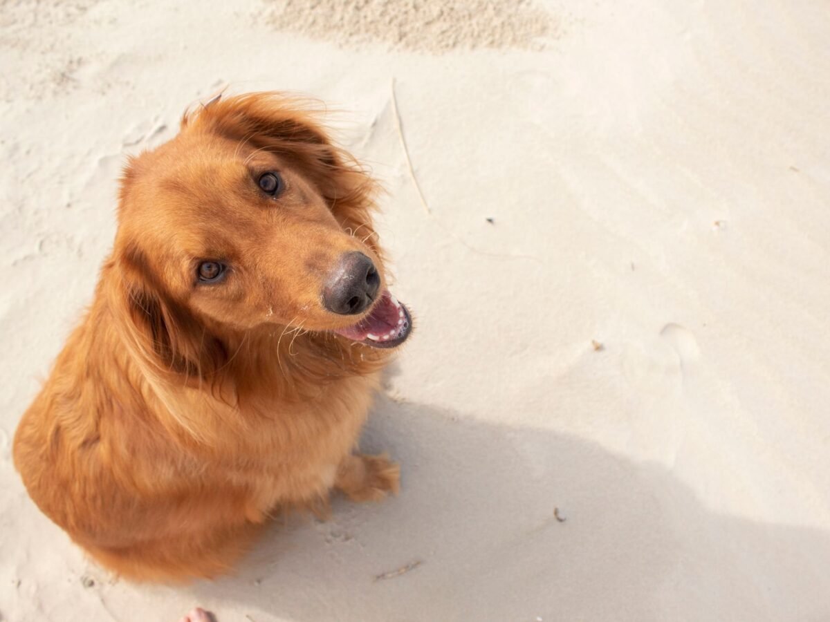 Golden Retriever im Foto