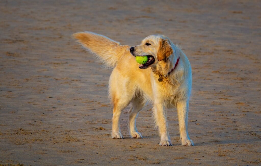 Golden Retriever im Foto