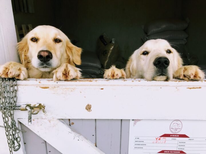 Golden Retriever im Foto