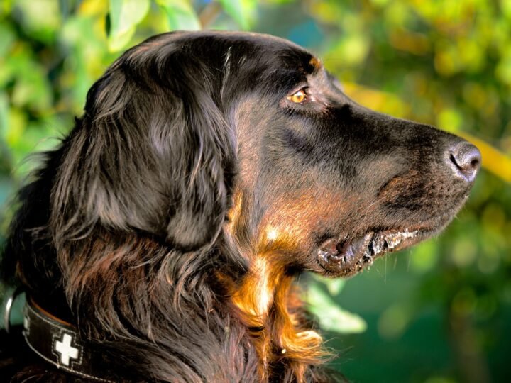 Gordon Setter im Foto